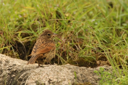 Crested Bunting